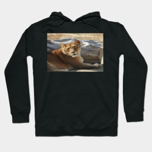 Lioness Hoodie